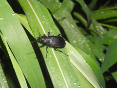 Carabina