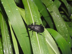 Carabina