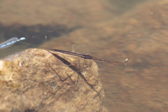 Ranatra quadridentata