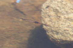 Ranatra quadridentata