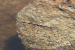 Ranatra quadridentata