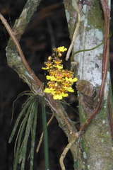 Trichocentrum