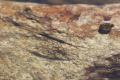 Ranatra quadridentata