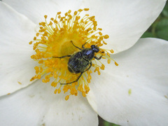 Trichiotinus lunulatus