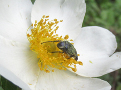 Trichiotinus lunulatus