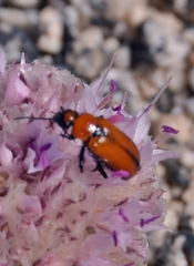 Nemognatha scutellaris