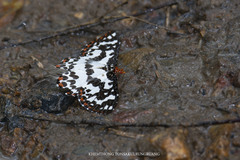 Pterothysanus laticilia