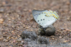 Polyura delphis