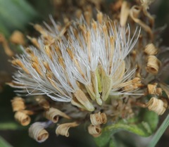 Townsendia texensis