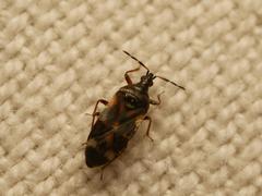 Anthocoris nemoralis