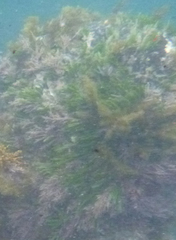 Caulerpa brownii