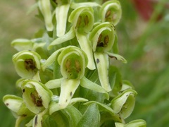 Platanthera huronensis