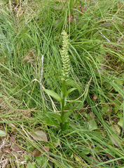 Platanthera huronensis