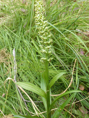 Platanthera huronensis