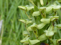 Platanthera huronensis