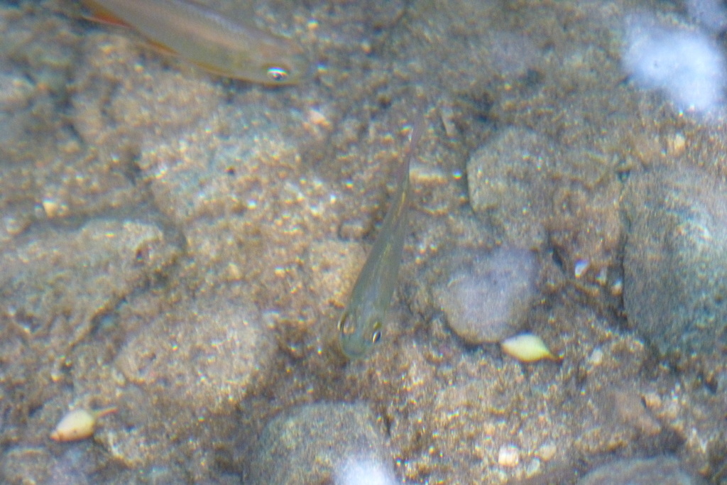 Panama tetra (Hyphessobrycon panamensis) — Characidae