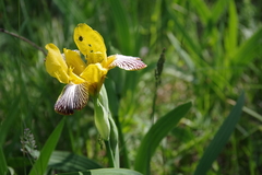 Iris variegata