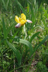 Iris variegata