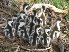 Australian Shelduck photo 6