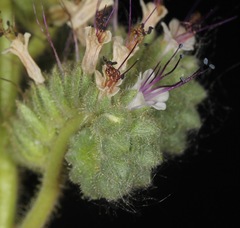 Phacelia robusta