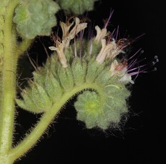 Phacelia robusta