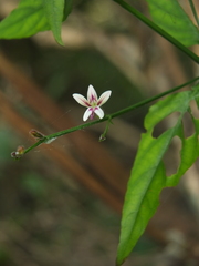 Andrographis alata