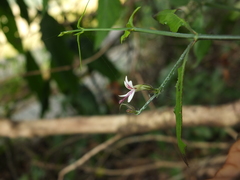 Andrographis alata