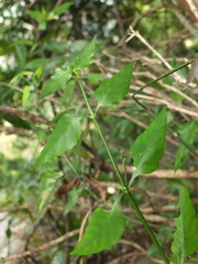 Andrographis alata