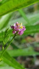 Polygala mariana