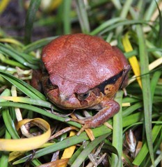 Dyscophus antongilii