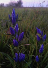 Gentiana triflora