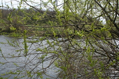 Salix alba