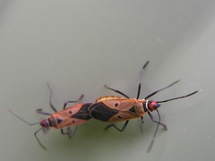 Dysdercus sidae