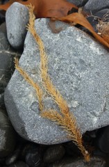Caulerpa brownii