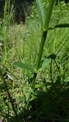 Physostegia angustifolia