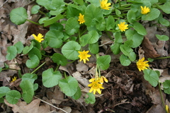 Ficaria verna