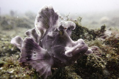 Rhinopias eschmeyeri
