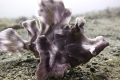 Rhinopias eschmeyeri