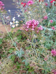 Centranthus ruber