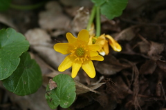 Ficaria verna