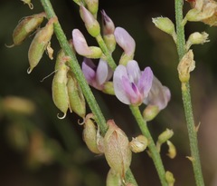 Astragalus gracilis