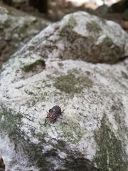 Phoberus capensis