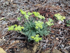 Lomatium dasycarpum