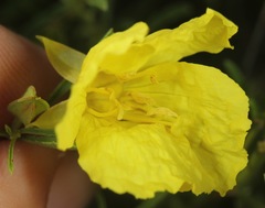 Oenothera serrulata