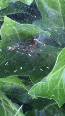 Agelena labyrinthica