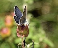 Plebejus bellieri