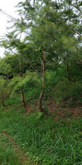 Pinus morrisonicola