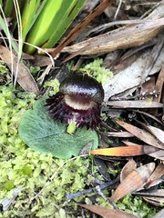 Corybas diemenicus