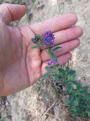 Medicago sativa