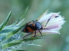 Deraeocoris schach